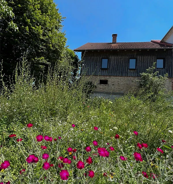 Blumenwiese mit roten Blüten vor einem zweistöckigen Haus mit Holzverkleidung und Steinfundament unter blauem Himmel